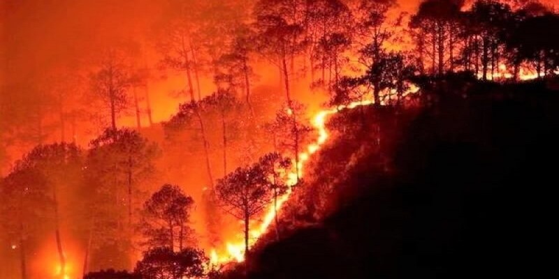 Chiêm bao thấy lửa cháy rừng cây